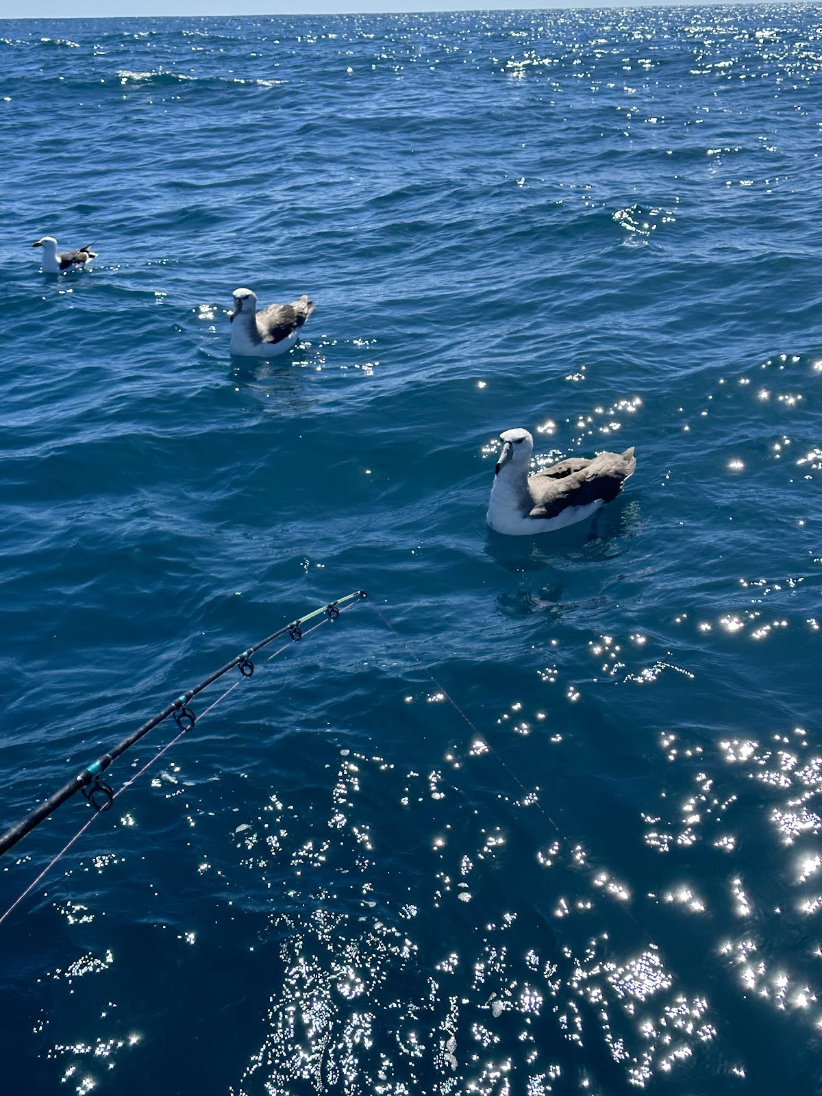 An albatross sitting on the water beside the boat