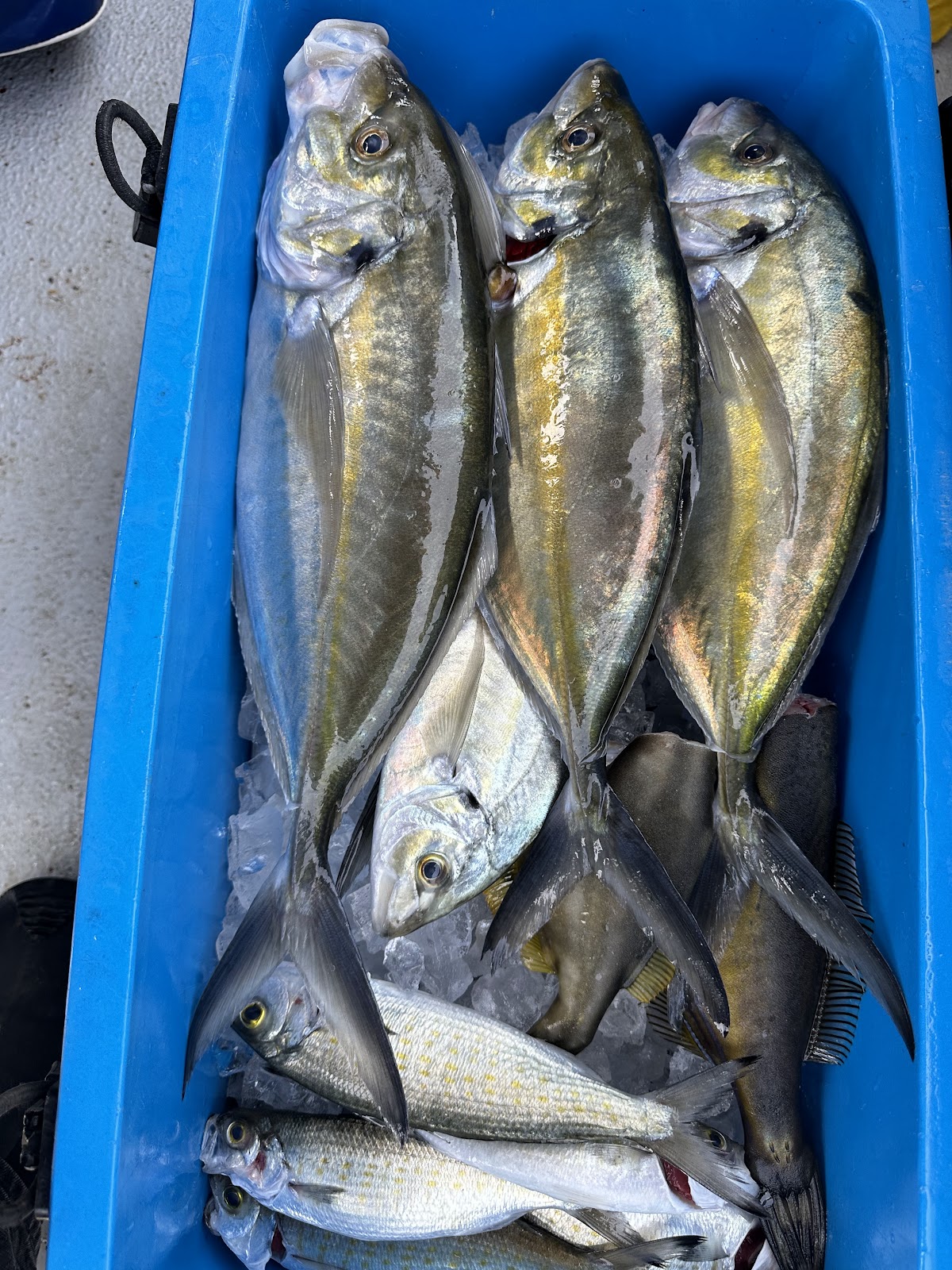 A tub on deck full of trevally and whiting at the end of the day