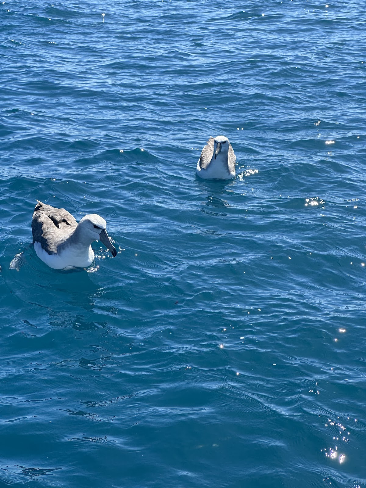 Two albatross resting on the open water
